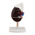 /msite/products/detail/productid/14015026/id/186332.html